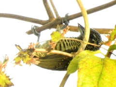 Picumnus exilis