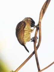 Picumnus exilis