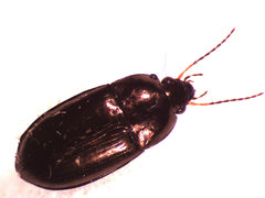 Amara littoralis
