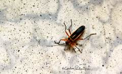 Stenomacra marginella