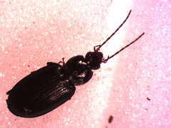 Agonum placidum