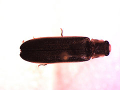 Denticollis denticornis