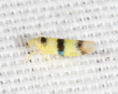 Empoa