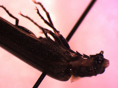 Denticollis denticornis