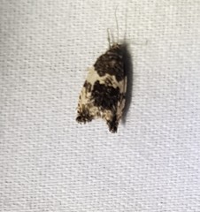 Pseudosciaphila duplex