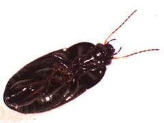 Amara littoralis