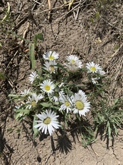 Townsendia grandiflora