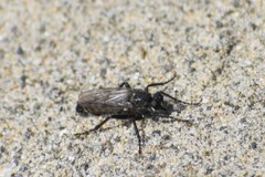 Lasiopogon