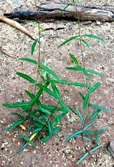 Hemidesmus indicus