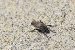 Lasiopogon