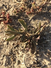 Delosperma litorale