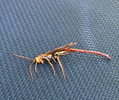 Megarhyssa macrurus icterosticta