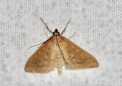 Framinghamia helvalis