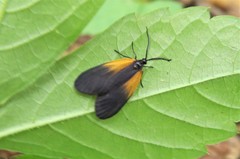 Pyromorpha dimidiata