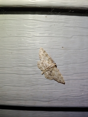 Aethalura intertexta