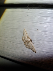 Aethalura intertexta