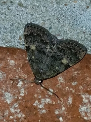 Idia diminuendis