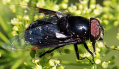 Copestylum mexicanum