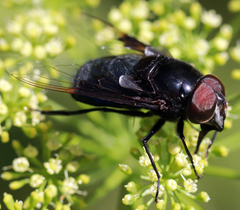 Copestylum mexicanum