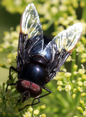 Copestylum mexicanum