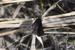 Erynnis persius borealis
