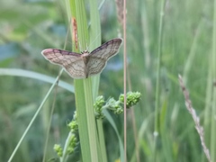 Idaea humiliata