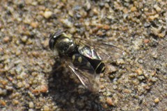 Dasysyrphus intrudens