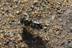 Dasysyrphus intrudens