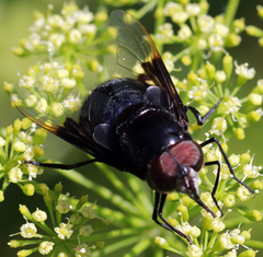 Copestylum mexicanum