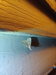 Chytolita morbidalis