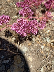 Chorizanthe ventricosa