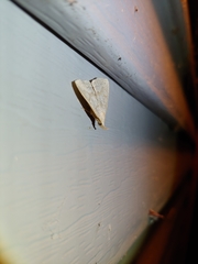 Chytolita morbidalis