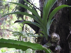 Mormodes