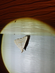 Chytolita morbidalis