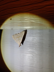 Chytolita morbidalis