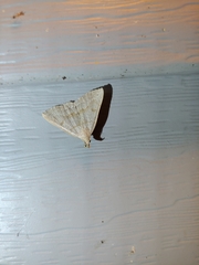 Chytolita morbidalis