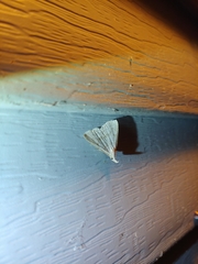 Chytolita morbidalis