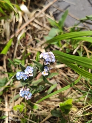 Myosotis asiatica