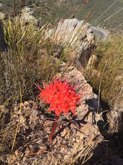 Brunsvigia marginata