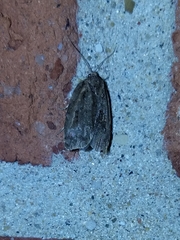 Athetiina