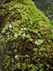 Romanzoffia sitchensis