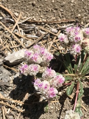Calyptridium monospermum