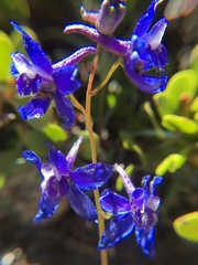 Delphinium depauperatum