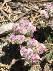Calyptridium monospermum