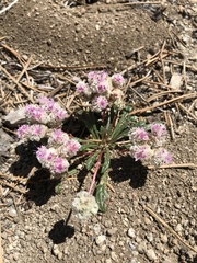 Calyptridium monospermum