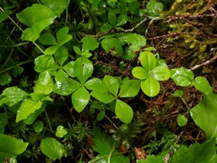 Galium kamtschaticum