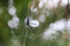 Nephila pilipes