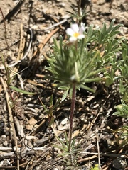 Leptosiphon ciliatus