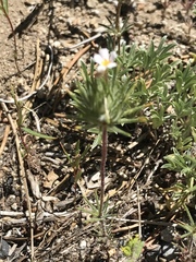 Leptosiphon ciliatus