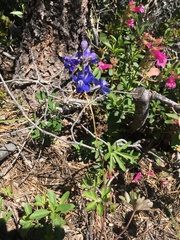 Delphinium depauperatum